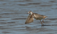 Filename=1DM63275-kemphaanII.jpg
Filesize=289KB
Dimensions=1100x652
Date added=Aug 07, 2015 1DM63275-kemphaanII.jpg