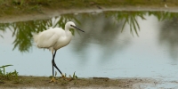 Filename=1DM63738-kleine-zilverreiger.jpg
Filesize=292KB
Dimensions=1100x550
Date added=Aug 07, 2015 1DM63738-kleine-zilverreiger.jpg