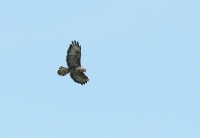 Filename=IMG_51_2685-buizerd.jpg
Filesize=266KB
Dimensions=800x555
Date added=Sep 05, 2011 IMG_51_2685-buizerd.jpg