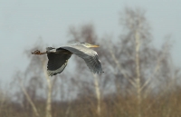 Filename=blauwe-reiger2.jpg
Filesize=30KB
Dimensions=800x518
Date added=Feb 18, 2011 blauwe-reiger2.jpg