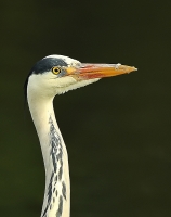Filename=br_filtered3.jpg
Filesize=278KB
Dimensions=634x800
Date added=May 28, 2011 br_filtered3.jpg