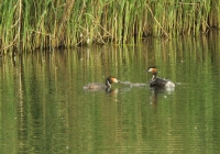 Filename=fuut1.jpg
Filesize=299KB
Dimensions=800x561
Date added=May 24, 2011 fuut1.jpg