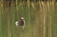 Filename=fuut2.jpg
Filesize=286KB
Dimensions=800x521
Date added=May 24, 2011 fuut2.jpg