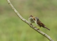 Filename=grasmus.jpg
Filesize=272KB
Dimensions=800x584
Date added=Jun 25, 2011 grasmus.jpg