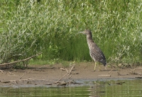 Filename=kwak2.jpg
Filesize=297KB
Dimensions=800x546
Date added=Jul 28, 2011 kwak2.jpg