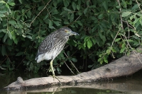 Filename=kwak3.jpg
Filesize=288KB
Dimensions=800x532
Date added=Jul 28, 2011 kwak3.jpg