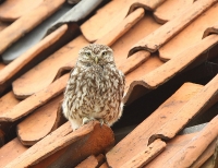 Filename=steenuil.jpg
Filesize=289KB
Dimensions=800x617
Date added=Aug 14, 2011 steenuil.jpg