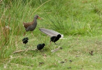 Filename=waterral.jpg
Filesize=287KB
Dimensions=800x546
Date added=May 24, 2011 waterral.jpg