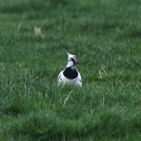 Filename=jaak.jpg
Filesize=186KB
Dimensions=869x869
Date added=Jan 19, 2012 jaak.jpg
