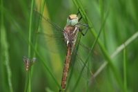 Filename=sized_049A0091.JPG
Filesize=244KB
Dimensions=1024x683
Date added=May 29, 2015 sized_049A0091.JPG