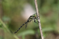 Filename=sized_049A1429.JPG
Filesize=236KB
Dimensions=1024x683
Date added=Jul 08, 2015 sized_049A1429.JPG