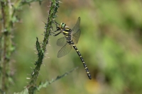 Filename=sized_049A1489.JPG
Filesize=250KB
Dimensions=1024x683
Date added=Jul 08, 2015 sized_049A1489.JPG