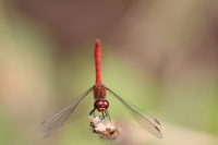 Filename=sized_049A2499.JPG
Filesize=241KB
Dimensions=1024x683
Date added=Aug 13, 2015 sized_049A2499.JPG