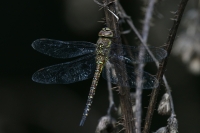 Filename=sized_049A3006.JPG
Filesize=232KB
Dimensions=1024x683
Date added=Sep 18, 2015 sized_049A3006.JPG