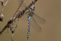 Filename=sized_049A3041.JPG
Filesize=248KB
Dimensions=1024x691
Date added=Sep 18, 2015 sized_049A3041.JPG