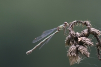 Filename=sized_049A3092.JPG
Filesize=258KB
Dimensions=1024x683
Date added=Sep 19, 2015 sized_049A3092.JPG