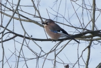 Filename=sized_049A4344bew7.JPG
Filesize=260KB
Dimensions=1024x701
Date added=Jan 09, 2016 sized_049A4344bew7.JPG