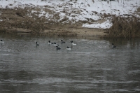 Filename=sized_IMG_0543.JPG
Filesize=270KB
Dimensions=800x533
Date added=Jan 25, 2013 sized_IMG_0543.JPG