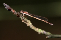 Filename=sized_bruine winterjuffer Sympecma fusca.jpg
Filesize=277KB
Dimensions=800x533
Date added=Sep 16, 2011 sized_bruine winterjuffer Sympecma fusca.jpg