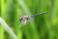 Filename=sized_paardenbijter Aeshna mixta.jpg
Filesize=283KB
Dimensions=800x533
Date added=Sep 16, 2011 sized_paardenbijter Aeshna mixta.jpg