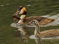 Filename=001-fuut-web-4.jpg
Filesize=275KB
Dimensions=800x600
Date added=Aug 20, 2011 001-fuut-web-4.jpg