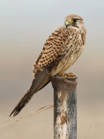 Filename=003-torenvalk-web-3.jpg
Filesize=272KB
Dimensions=600x800
Date added=Feb 02, 2012 003-torenvalk-web-3.jpg