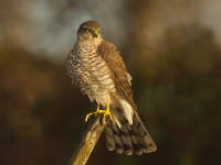 Filename=007_sperwer-web-2.jpg
Filesize=247KB
Dimensions=800x600
Date added=Dec 24, 2011 007_sperwer-web-2.jpg