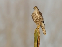 Filename=009-sperwer-web-3.jpg
Filesize=162KB
Dimensions=800x600
Date added=Dec 22, 2011 009-sperwer-web-3.jpg