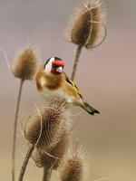 Filename=011-putter-web.jpg
Filesize=257KB
Dimensions=600x800
Date added=Jan 23, 2012 011-putter-web.jpg