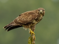 Filename=012-buizerd-web-3.jpg
Filesize=196KB
Dimensions=800x600
Date added=Aug 20, 2011 012-buizerd-web-3.jpg