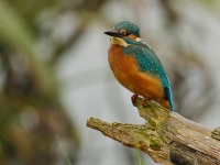 Filename=013-ijsvogel-web.jpg
Filesize=289KB
Dimensions=800x600
Date added=Aug 20, 2011 013-ijsvogel-web.jpg