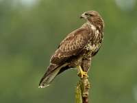 Filename=018-buizerd-web-3.jpg
Filesize=215KB
Dimensions=800x600
Date added=Aug 20, 2011 018-buizerd-web-3.jpg