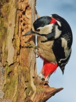 Filename=019-grote-bonte-specht-2-web-7.jpg
Filesize=297KB
Dimensions=600x800
Date added=Jan 13, 2012 019-grote-bonte-specht-2-web-7.jpg