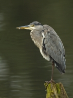 Filename=026-blauwe-reiger-web.jpg
Filesize=219KB
Dimensions=600x800
Date added=Aug 20, 2011 026-blauwe-reiger-web.jpg