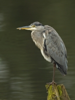 026-blauwe-reiger-web.jpg