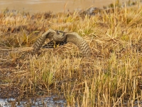 Filename=026-sperwer-web-2.jpg
Filesize=293KB
Dimensions=800x600
Date added=Dec 22, 2011 026-sperwer-web-2.jpg