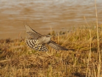 Filename=027-sperwer-2-web-7.jpg
Filesize=291KB
Dimensions=800x600
Date added=Dec 22, 2011 027-sperwer-2-web-7.jpg