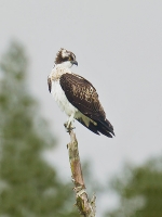 Filename=028-visarend-web-2.jpg
Filesize=233KB
Dimensions=600x800
Date added=Aug 20, 2011 028-visarend-web-2.jpg