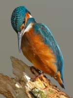 Filename=032-ijsvogel-web.jpg
Filesize=204KB
Dimensions=600x800
Date added=Feb 14, 2011 032-ijsvogel-web.jpg