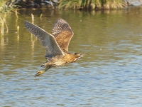 Filename=035-roerdomp-web-3.jpg
Filesize=267KB
Dimensions=800x600
Date added=Oct 25, 2011 035-roerdomp-web-3.jpg