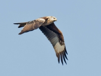 Filename=039-rode-wouw-web-4.jpg
Filesize=151KB
Dimensions=800x600
Date added=Oct 25, 2011 039-rode-wouw-web-4.jpg