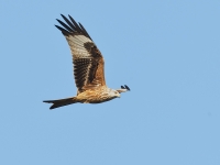 Filename=043-rode-wouw-web-2.jpg
Filesize=125KB
Dimensions=800x600
Date added=Oct 25, 2011 043-rode-wouw-web-2.jpg