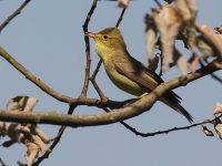 044_spotvogel-web.jpg