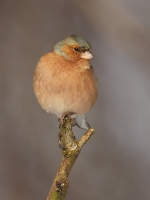Filename=049-vink-2-web.jpg
Filesize=204KB
Dimensions=600x800
Date added=Feb 13, 2012 049-vink-2-web.jpg