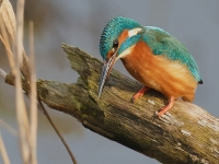 Filename=075-ijsvogel-web-3.jpg
Filesize=275KB
Dimensions=800x600
Date added=Dec 22, 2011 075-ijsvogel-web-3.jpg