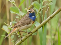 Filename=079-blauwborst-web.jpg
Filesize=288KB
Dimensions=800x600
Date added=May 09, 2011 079-blauwborst-web.jpg