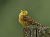 Filename=088-geelgors-web-2.jpg
Filesize=268KB
Dimensions=800x600
Date added=Jul 08, 2012 088-geelgors-web-2.jpg