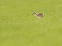 Filename=118-wulp-web-2.jpg
Filesize=200KB
Dimensions=800x600
Date added=Jul 08, 2012 118-wulp-web-2.jpg