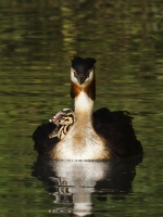 Filename=127-fuut-2-web-2.jpg
Filesize=281KB
Dimensions=600x800
Date added=Sep 16, 2011 127-fuut-2-web-2.jpg