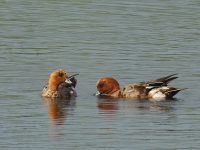 Filename=133-smient-web.jpg
Filesize=283KB
Dimensions=800x600
Date added=Jul 05, 2012 133-smient-web.jpg